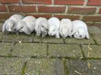 Lieve jonge konijntjes, Nederlandse hangoordwerg, Dieren en Toebehoren, Konijnen, Meerdere dieren, Dwerg, Hangoor