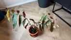 Mooie Stippenbegonia - Begonia Maculata BIEDEN, Huis en Inrichting, Kamerplanten, Ophalen, Overige soorten, Halfschaduw, In pot