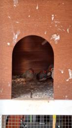 Zebravinken, Dieren en Toebehoren, Vogels | Overige Vogels, Meerdere dieren, Tropenvogel