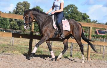 Eyecatcher: correct, goudeerlijk 9 jarige rijpaard beschikbaar voor biedingen