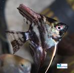 Maanvis "Marble", Vis, Zoetwatervis, Schoolvis