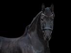 Stoere Friese ster ruin met karakter en charme!, Dieren en Toebehoren, Paarden, Ruin, Recreatiepaard