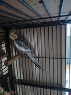 Manlijke valkparkiet half jaar oud, Mannelijk, Parkiet, Tam