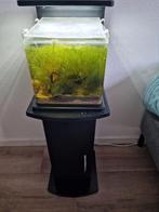 Aquarium met onderkast zit nieuw pompje in., Dieren en Toebehoren, Vissen | Aquaria en Toebehoren, Ophalen, Zo goed als nieuw