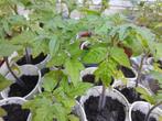 Tomatenplanten, Ophalen of Verzenden, Zomer