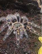 G.pulchripes (Chaco Golden Knee), Spin of Schorpioen