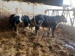 streeprug dikbilstieren te huur + mini 1e snede balen 2024, Dieren en Toebehoren, Runderen, Meerdere dieren
