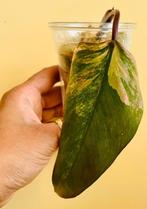 Philodendron Strawberry Shake fully Rooted, Huis en Inrichting, Kamerplanten, Overige soorten, Minder dan 100 cm, Groene kamerplant
