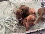 Puppys Stafford (rednose pitbul) x australian shepherd, Dieren en Toebehoren, Rabiës (hondsdolheid), Overige rassen, 8 tot 15 weken