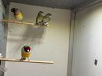 Koppel Gouldamadines te koop met 2 jongen, Dieren en Toebehoren, Vogels | Overige Vogels, Meerdere dieren
