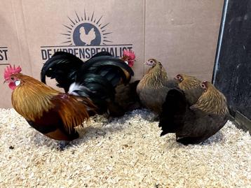 Jonge tamme Hollandse krielkippen gesekst en ingeënt  beschikbaar voor biedingen