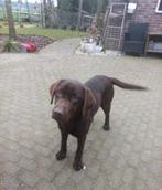 Lieve Labrador x Bordercollie pups, speelse puppy's, Dieren en Toebehoren, CDV (hondenziekte), 8 tot 15 weken, Labrador retriever