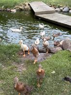 Loopeendjes, Dieren en Toebehoren, Pluimvee, Meerdere dieren