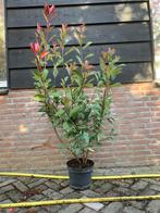 Photinia Fraseri 'Red Robin' - Glansmispel - Diverse maten, Tuin en Terras, Overige soorten, Haag, Ophalen of Verzenden, 100 tot 250 cm