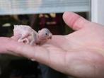 baby grasparkiet gezocht, Dieren en Toebehoren, Geslacht onbekend, Parkiet