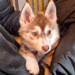 Pomsky teefje, Dieren en Toebehoren, 8 tot 15 weken, Meerdere, Nederland, Fokker | Hobbymatig