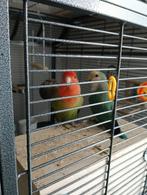 Dwergpapagaai zoeken nieuwe huis zonder kooi, Dieren en Toebehoren, Meerdere dieren, Dwergpapegaai of Agapornis, Tam