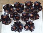 Aeonium Schwarzkopf ook wel Zwartkop genoemd, Vetplant, Ophalen of Verzenden, Minder dan 100 cm, Volle zon