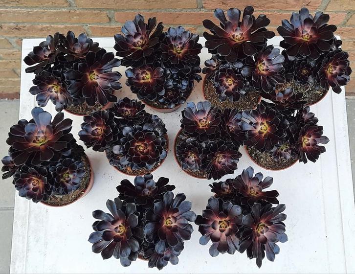 Aeonium Schwarzkopf ook wel Zwartkop genoemd, Huis en Inrichting, Kamerplanten, Vetplant, Minder dan 100 cm, Groene kamerplant
