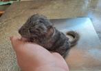 Chinchilla baby bokje, alvast te reserveren!, Dieren en Toebehoren, Chinchilla, Mannelijk, Tam, September