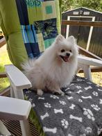 Superlief pomeriaan mannetje van 3 jaar, Dieren en Toebehoren, Honden | Poolhonden, Keeshonden en Oertypen, Keeshond, Reu, Eén hond