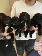 Puppy kruising Toy-poedel / Pomsky, Particulier, 8 tot 15 weken, Buitenland, Meerdere