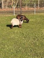 Geiten bok, Dieren en Toebehoren, Mannelijk, Geit