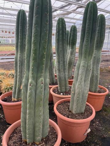 Cactus Tricocereus Pachanoi (San Pedro) 23cm pot 65-70 hoog beschikbaar voor biedingen