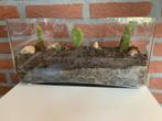 cactus, Huis en Inrichting, Ophalen, Cactus, Volle zon, Minder dan 100 cm