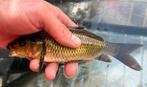 Bruin/groene schubkarpers maar zijn 100% koi !, Dieren en Toebehoren, Karper of Koi