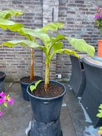 Mooie musa basjoo tuinbananen boom met pup in pot!!, Ophalen, Minder dan 100 cm, Overige soorten, In pot