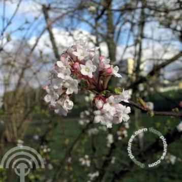 Viburnum farreri Sneeuwbal geurende winterbloeier beschikbaar voor biedingen