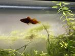 Platy 2x, Vis, Zoetwatervis