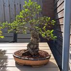 Zeer fraaie chinese iep bonsai!, Tuin en Terras, Planten | Bomen, Minder dan 100 cm, Overige soorten, Ophalen