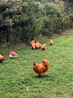 Orpington kippen ( 1 haan / 3 hennen ) , 2025, Meerdere dieren, Kip