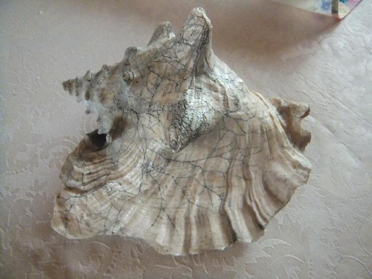 grote schelp,, Verzamelen, Mineralen en Fossielen, Schelp(en), Ophalen of Verzenden