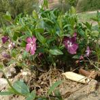 Vinca minor ‘Atropurpurea' - Maagdenpalm- Bodembedekker, Bodembedekkers, Vaste plant, Ophalen of Verzenden, Halfschaduw
