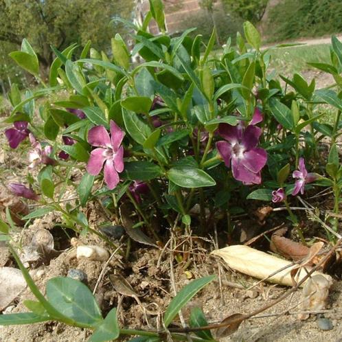 Vinca minor ‘Atropurpurea' - Maagdenpalm- Bodembedekker, Tuin en Terras, Planten | Tuinplanten, Vaste plant, Bodembedekkers, Halfschaduw