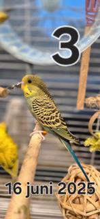 3 jonge grasparkietjes, Dieren en Toebehoren, Mannelijk, Parkiet