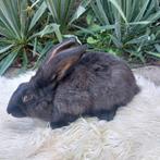 Duitse Reus, Dieren en Toebehoren, Konijnen, Mannelijk, Groot, 0 tot 2 jaar