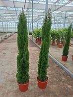 Italiaanse Cipres
"Cupressus sempervirens"

1.80mtr., Ophalen, Zomer, Overige soorten, Volle zon
