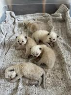 Ragdoll seal Lynx Point Kittens, Meerdere dieren, Gechipt, 0 tot 2 jaar