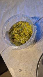 Salvinia minima drijfplanten, Vis