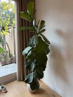 Vioolplant, Huis en Inrichting, Kamerplanten, Ophalen of Verzenden, Halfschaduw, Minder dan 100 cm