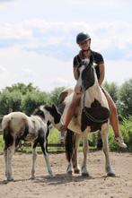 5 jarige D pony, Dieren en Toebehoren, Pony's, Merrie, B, 3 tot 6 jaar, D pony (1.37m tot 1.48m)