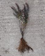 Rode zuurbes 25/40 Berberis thunbergii atropurpurea, Tuin en Terras, Ophalen, Overige soorten, Minder dan 100 cm