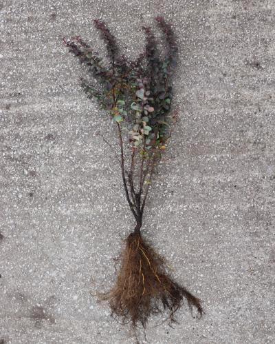 Rode zuurbes 25/40 Berberis thunbergii atropurpurea, Tuin en Terras, Planten | Struiken en Hagen, Overige soorten, Minder dan 100 cm