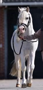 7 jarige Welsh B pony, Gechipt, Ruin, Dressuurpony, Zadelmak
