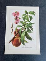 9 prenten bomen/struiken 19x27 cm samen 18 euro oa pruim, Antiek en Kunst, Ophalen of Verzenden, Natuur en Biologie