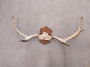 Hertengewei om aan de muur te hangen beschikbaar voor biedingen